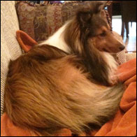 Maya's Dog